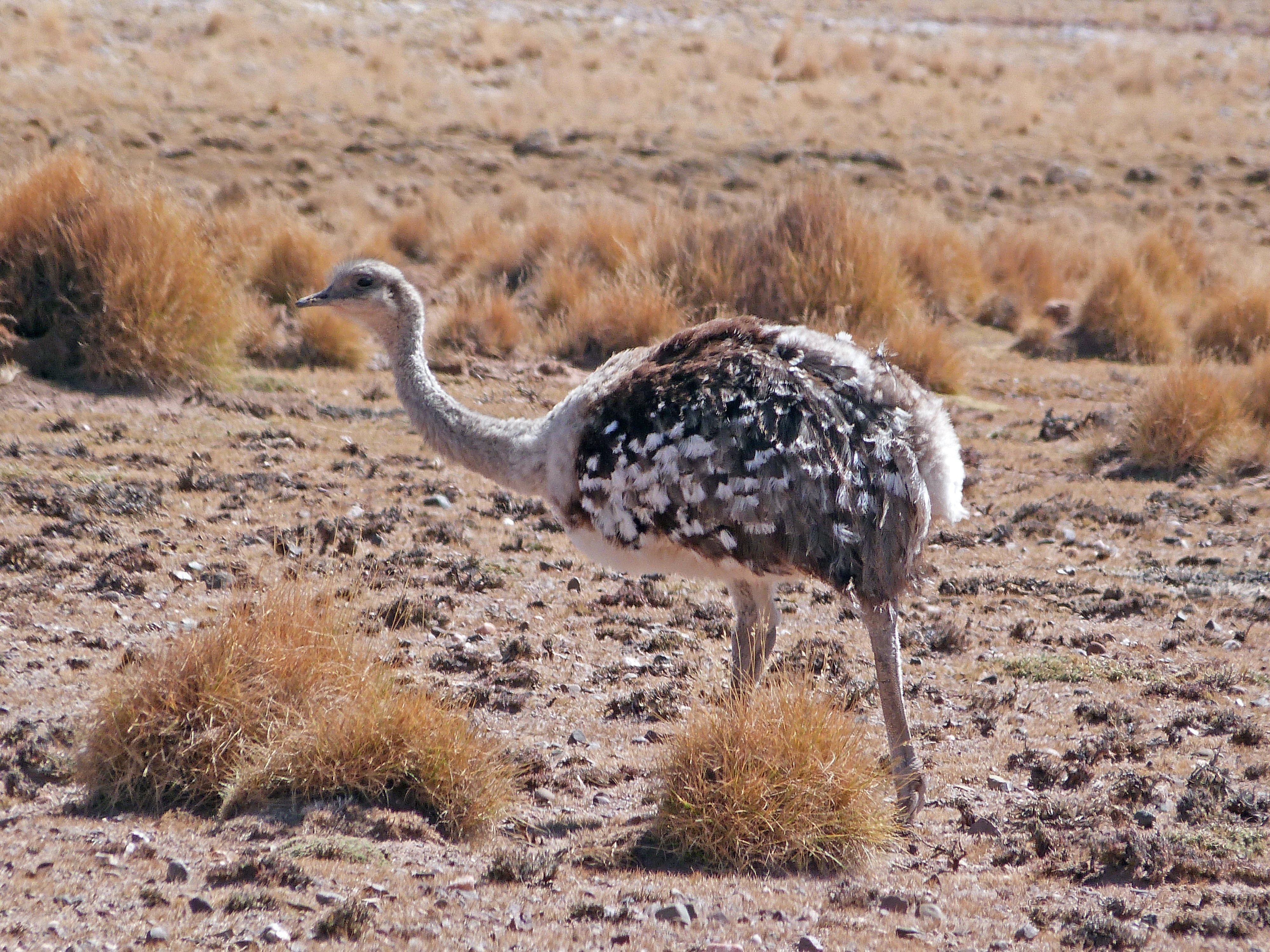 An den Grenzen des Altiplano - Expedition Süd-Lípez & Salar de Uyuni – Besteigung des Uturuncu (6008 m) - Tagesfoto