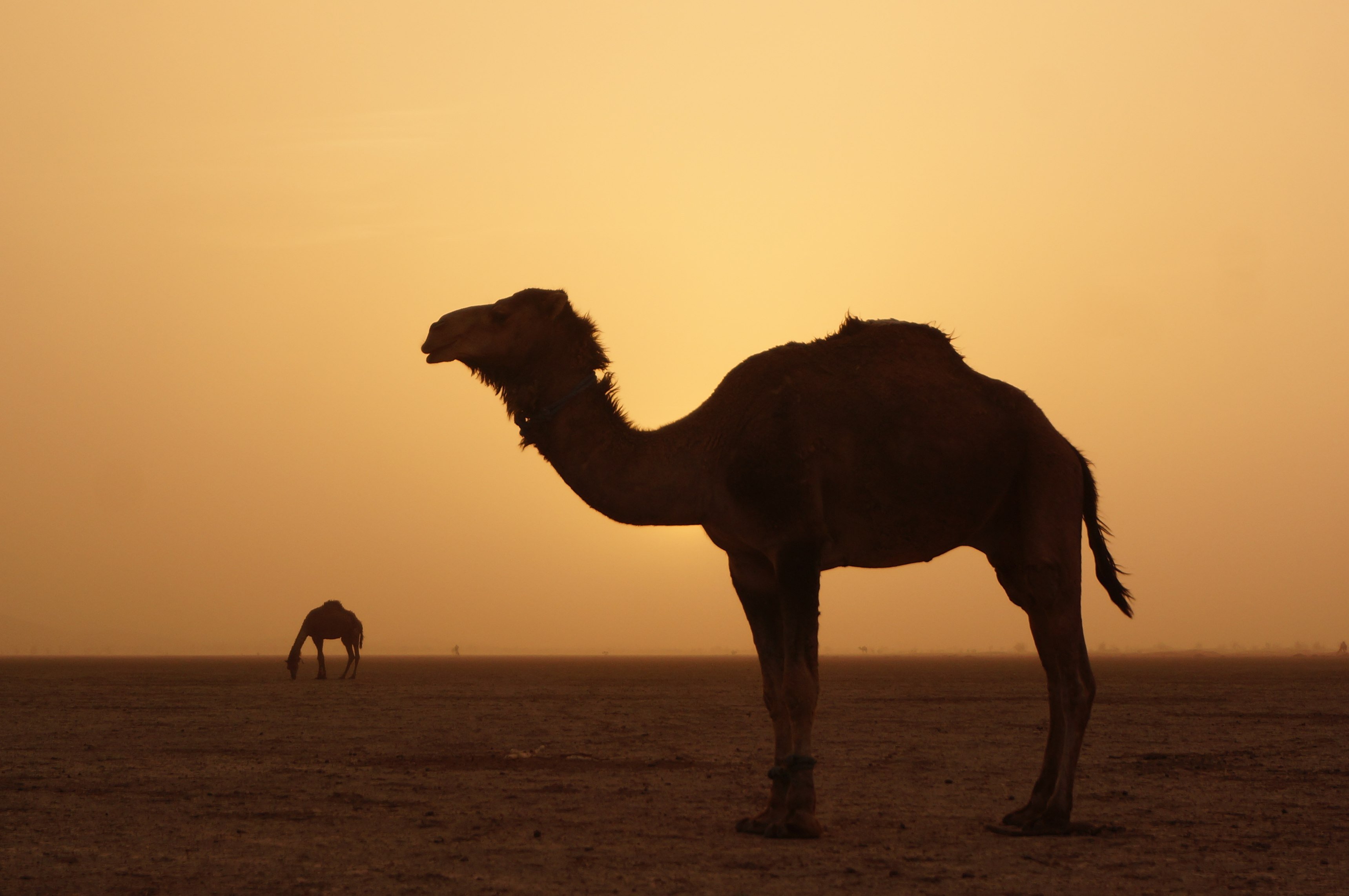 La caravana bereber - Sidi Naji — Bousnaina — Erg Zahar (las dunas que cantan) (4 h de caminata) - SIDI NAJI --- Bousnaina ----- ERG ZAHAR (Les dunes Hurlant) (4h de marche)