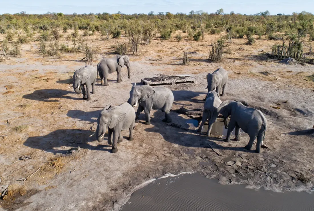 Khwai à pied - À pied à travers Khwai et nuitée aux Skybeds - Photo du jour