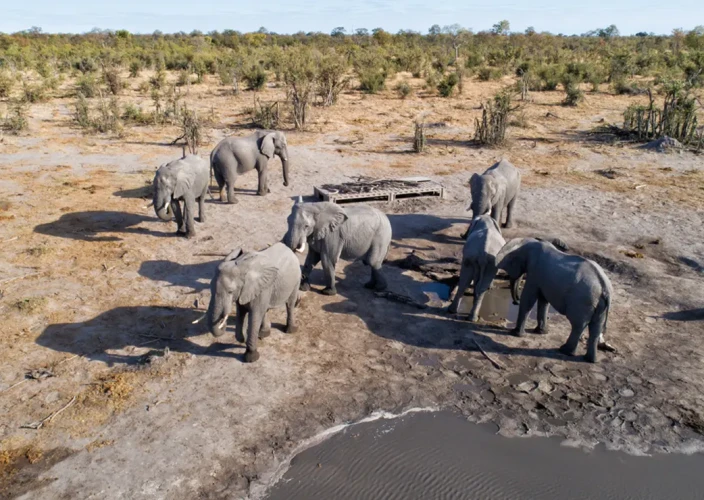 Khwai à pied - À pied à travers Khwai et nuitée aux Skybeds - Photo du jour