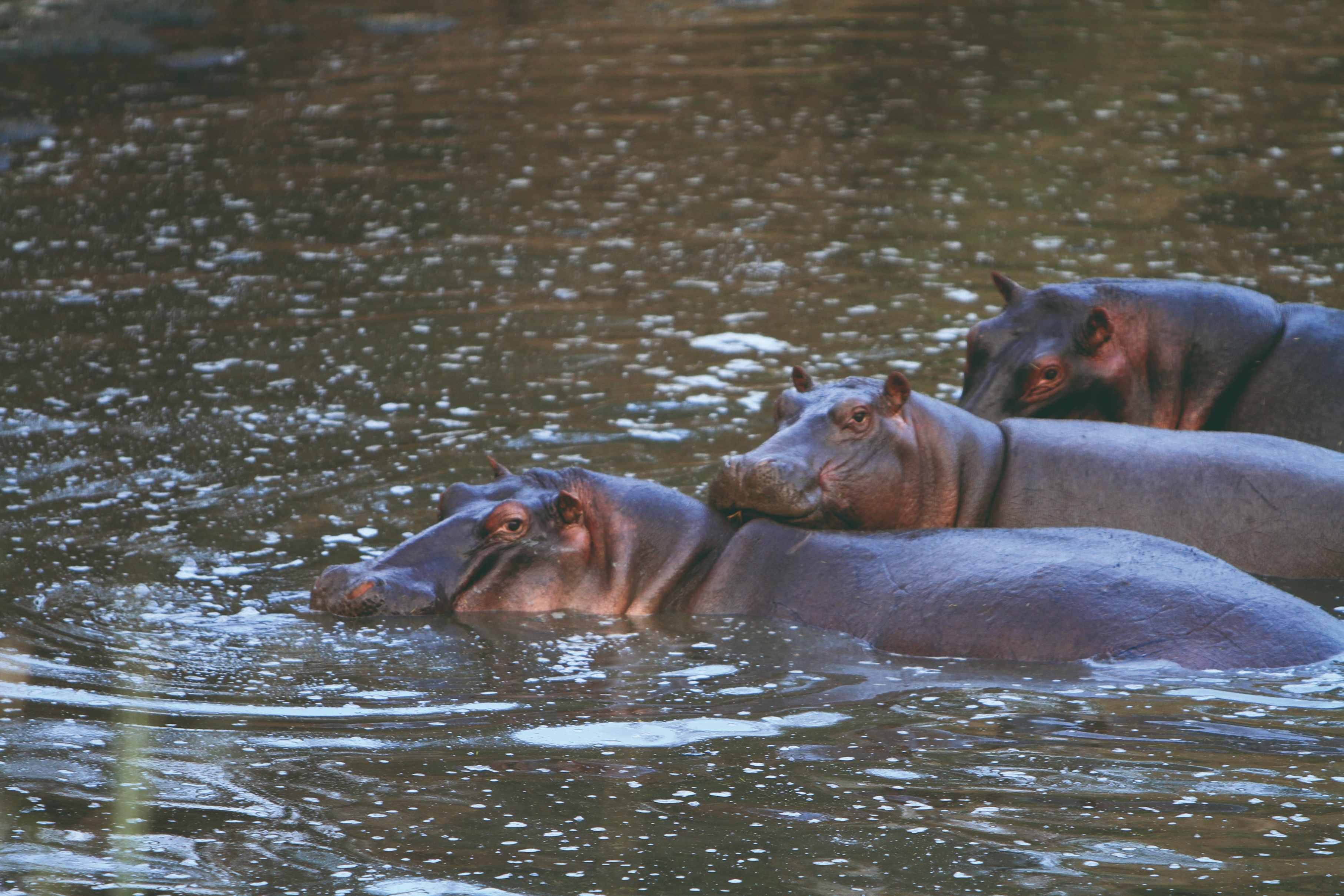 11 Tage Safari im Süden Tansanias - Abfahrt von Dar Es Salaam - Selous Wildreservat - Départ de Dar Es Salaam - Selous Game Reserve