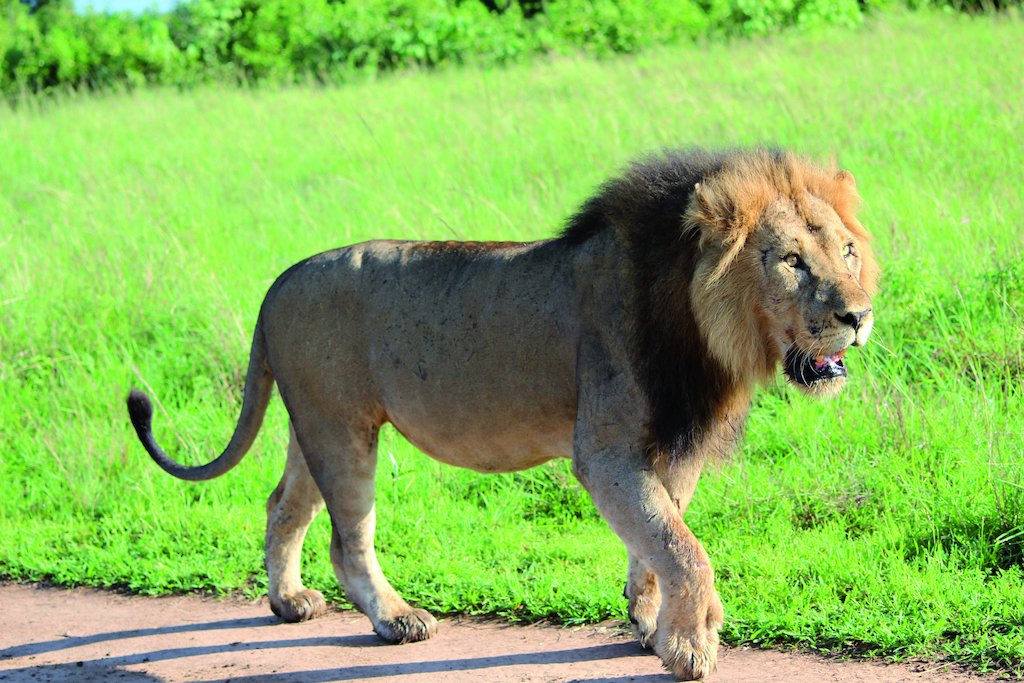 10 dagen Oegandese safari voor wilde dieren en gorilla&#39;s. - Ochtendsafari en transfer naar het Ishasha-gebied. - Safari matinal et transfert au secteur d&#39;Ishasha.