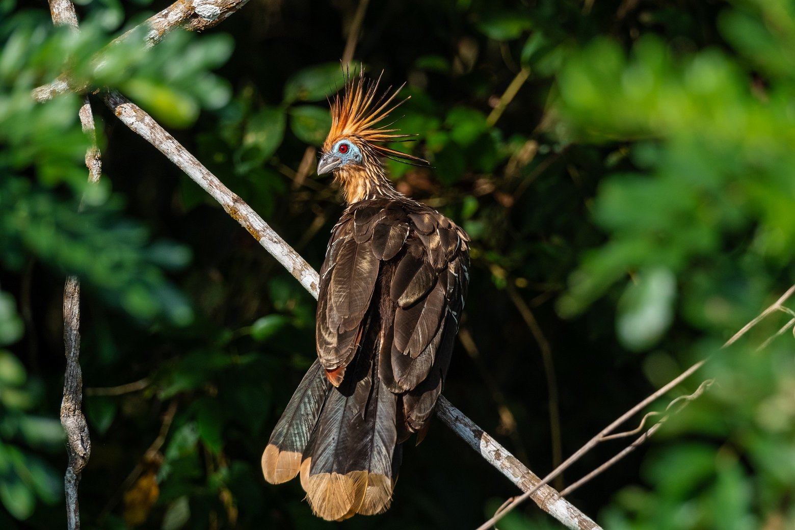 Bolivia Amazon Adventure (ATCH 3000) - La Paz - Rurrenabaque - Chalalan - Photo of the day