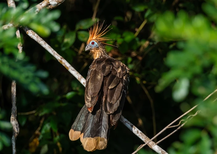 Bolivia Amazon Adventure (ATCH 3000) - La Paz - Rurrenabaque - Chalalan - Photo of the day