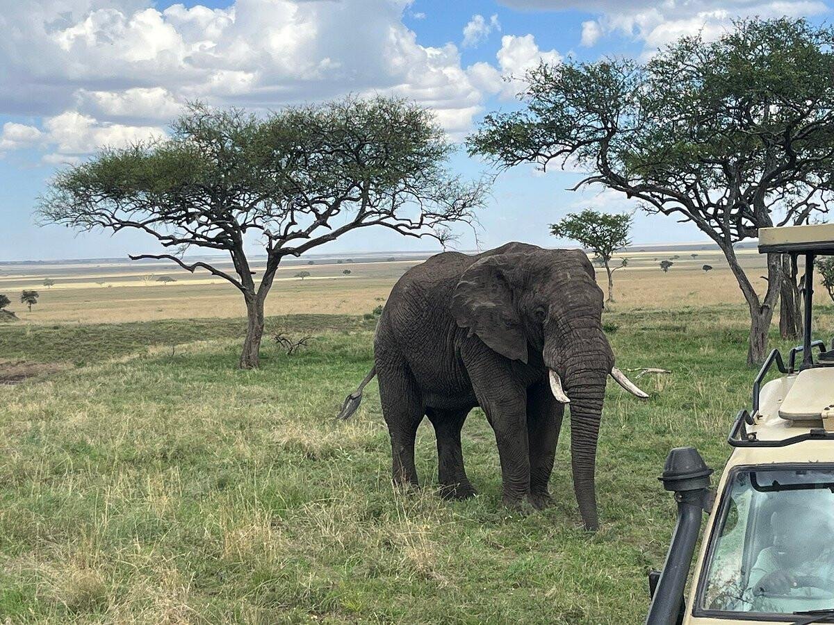 15-Day Northern Tanzania Wildlife Safari & Cultural Tour with Zanzibar Extension (Mid-Range) - Drive to and enjoy a game drive in Tarangire National Park. - 1fe9b3522ebaf4b82d9a2310dfec444e