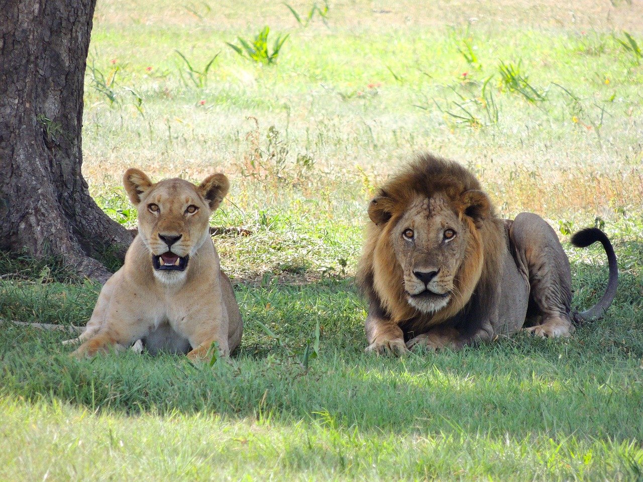 La traversée des gnous au Serengeti. - Parc national du Serengeti - Parc national du Serengeti