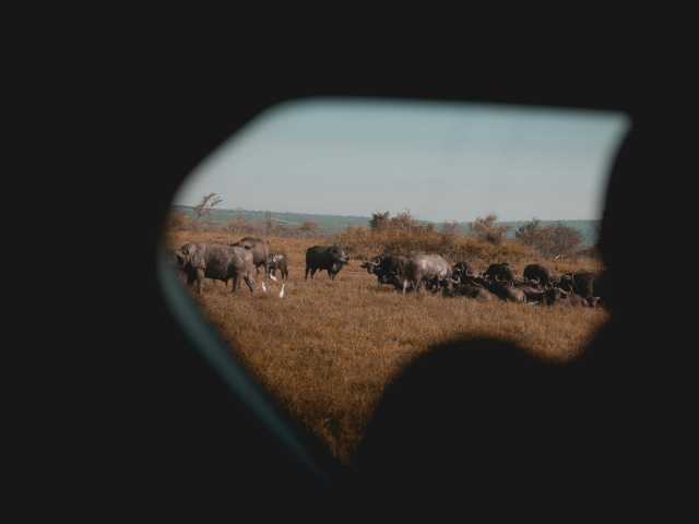 Les Big Five d'Akagera : Safari de 2 jours et croisière sur le lac Ihema
