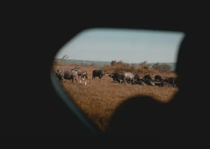 Os Cinco Grandes de Akagera: Safari de 2 Dias & Cruzeiro no Lago Ihema - Safari de vida selvagem de dia inteiro em Akagera - Photo of the day
