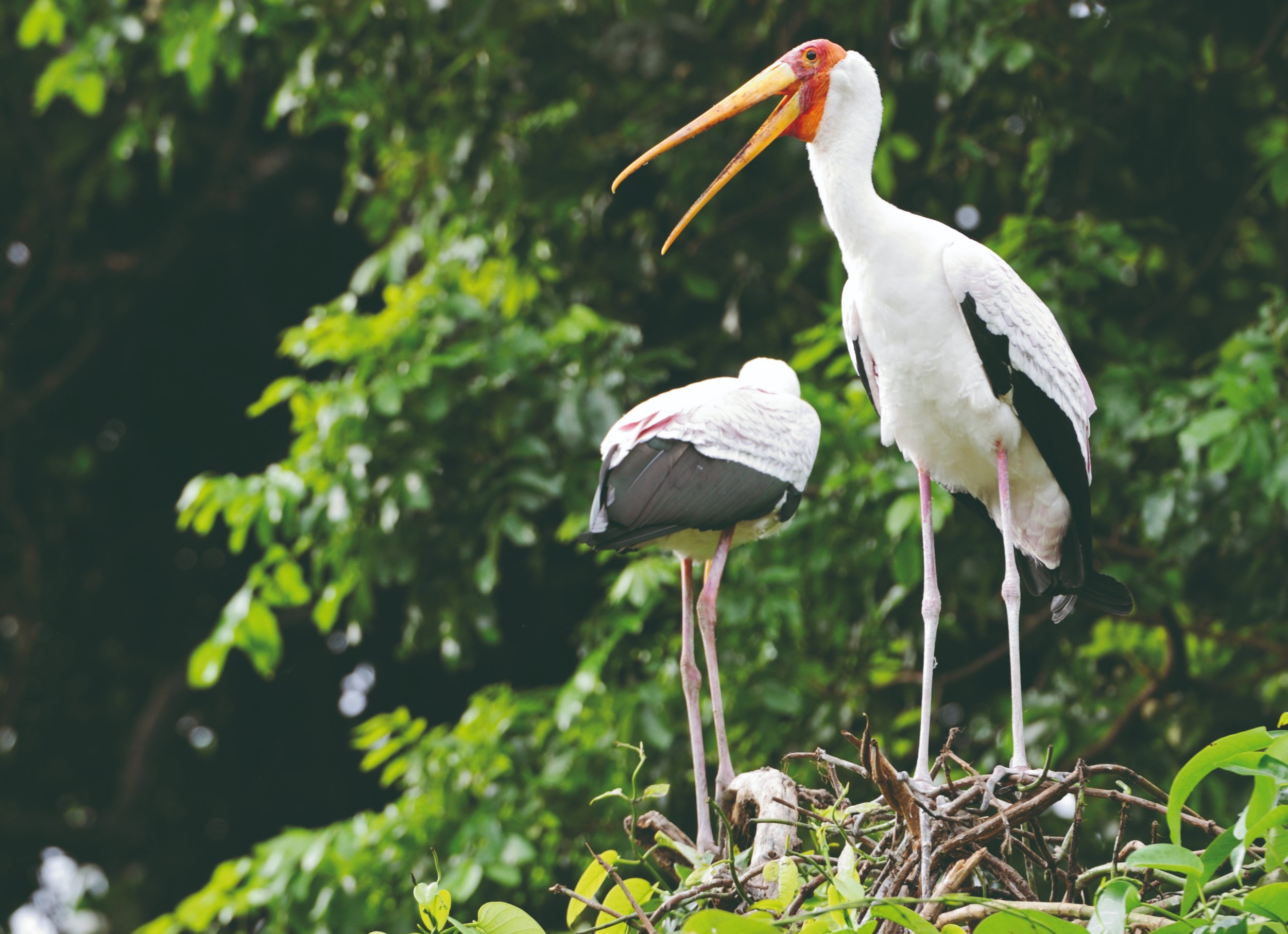 Special offer: Safari in Tanzania - Route to Lake Manyara National Park - Route vers le parc national du Lac Manyara
