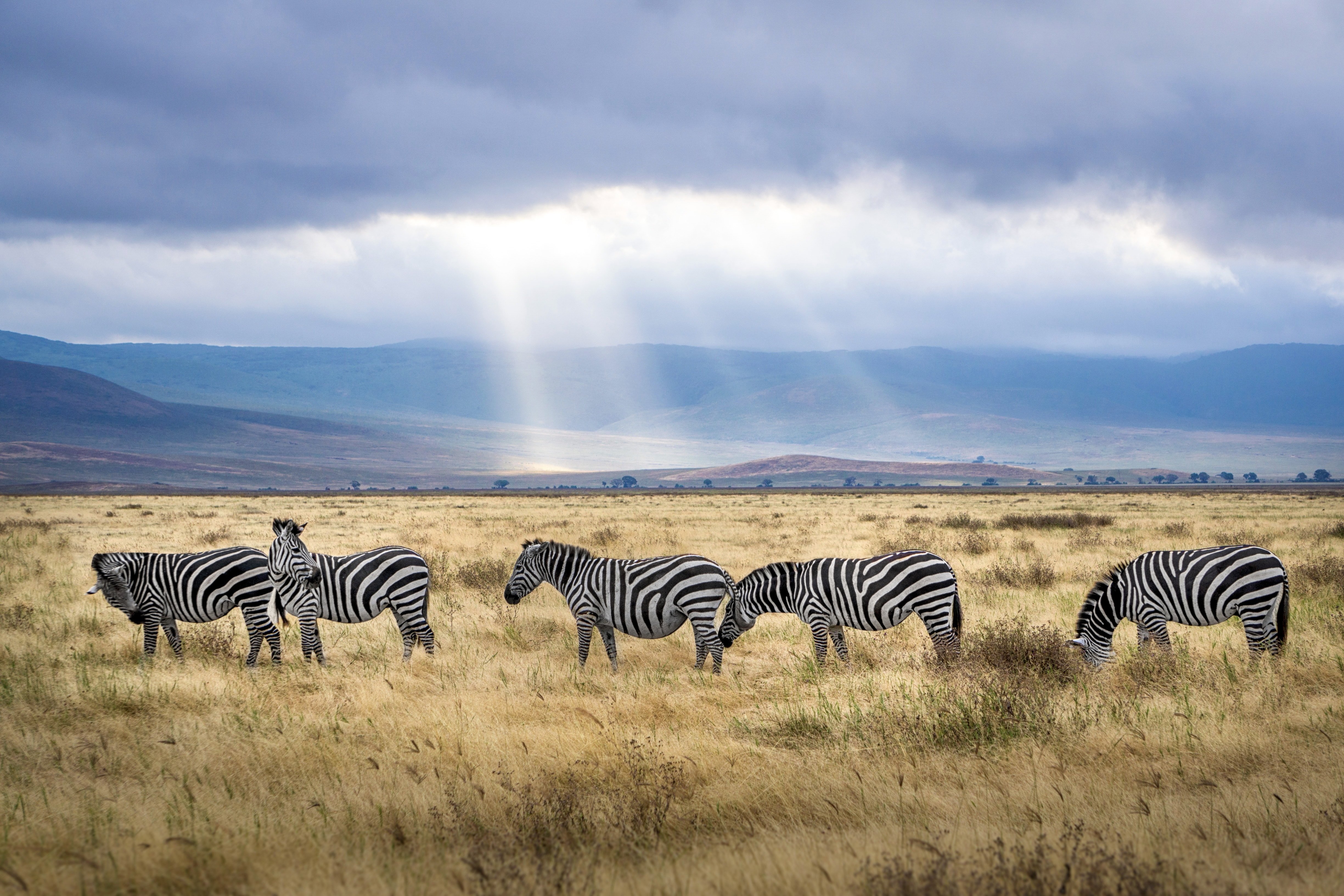 7 Days Serengeti, Ngorongoro, Tarangire and Manyara National Park - Ngorongoro Crater tour - Transfer to Arusha city - Photo of the day