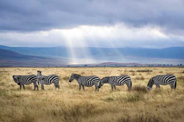 7 Days Serengeti, Ngorongoro, Tarangire and Manyara National Park