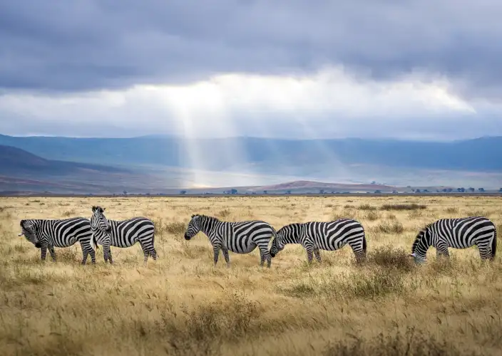 7 Days Serengeti, Ngorongoro, Tarangire and Manyara National Park - Ngorongoro Crater tour - Transfer to Arusha city - Photo of the day
