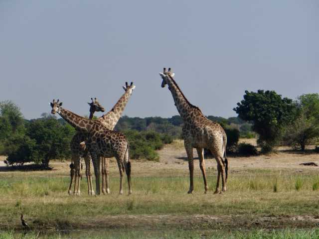 Le Botswana vu du ciel