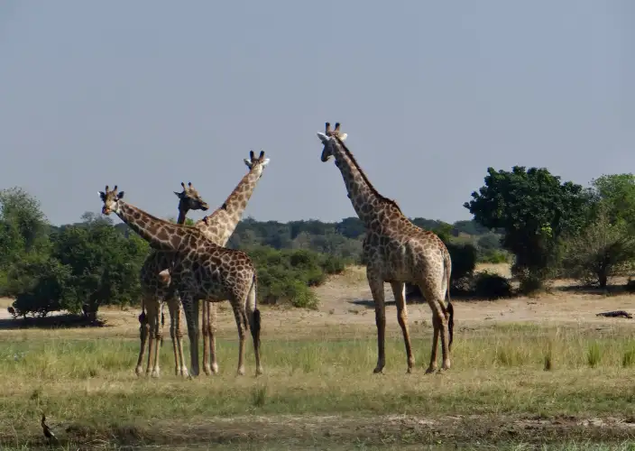 Botswana aus der Luft gesehen - null - Tagesfoto