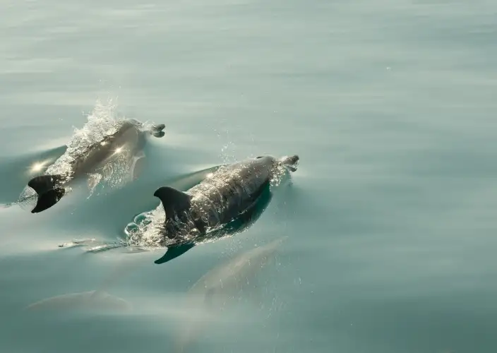 L’ANELLO DELLO YUCATÁN☀️ - Incontro con i delfini & la città di Campeche - Foto del giorno