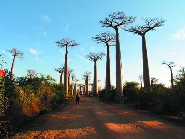 Os Tsingy de Bemaraha e a avenida dos baobás