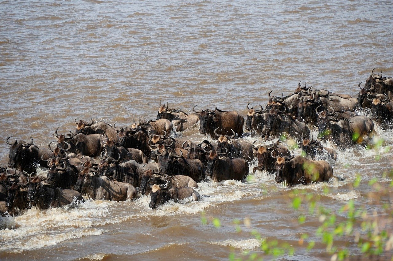 La traversée des gnous au Serengeti. - Parc national du Serengeti - Parc national du Serengeti