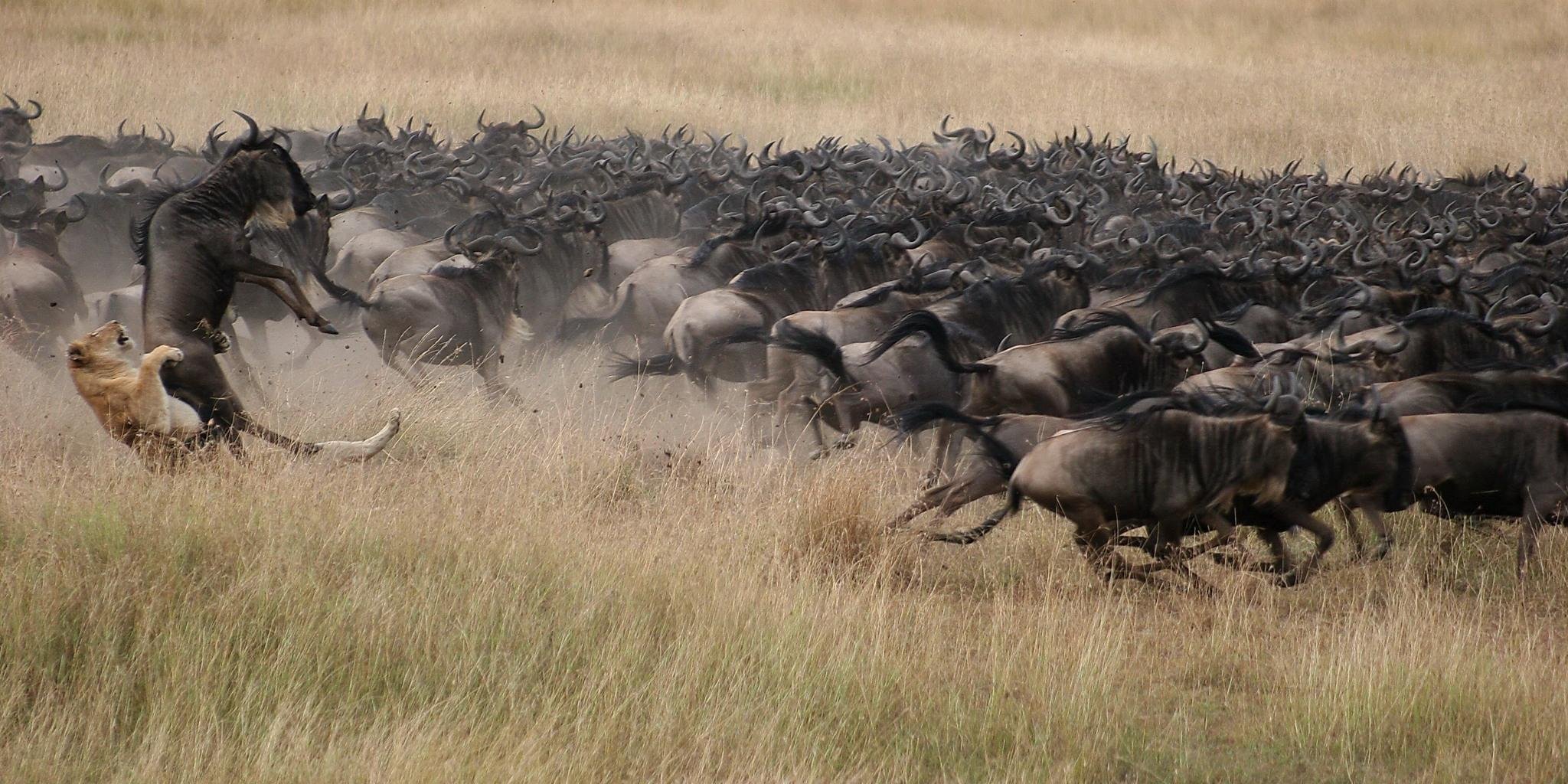 7-Day Wildebeest Migration: Western Corridor, Serengeti - Tarangire to Central Serengeti National Park - 2719707c68fcbb7b2a4f9d973b1f3c5d