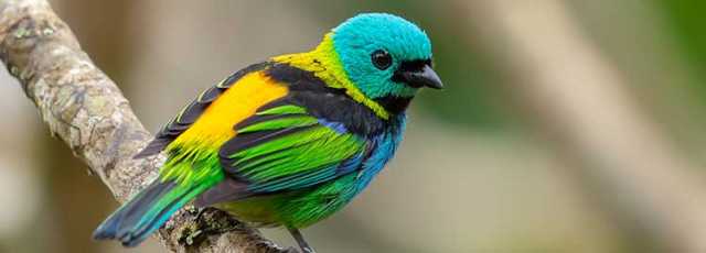 Ornithological trip to Ecuador