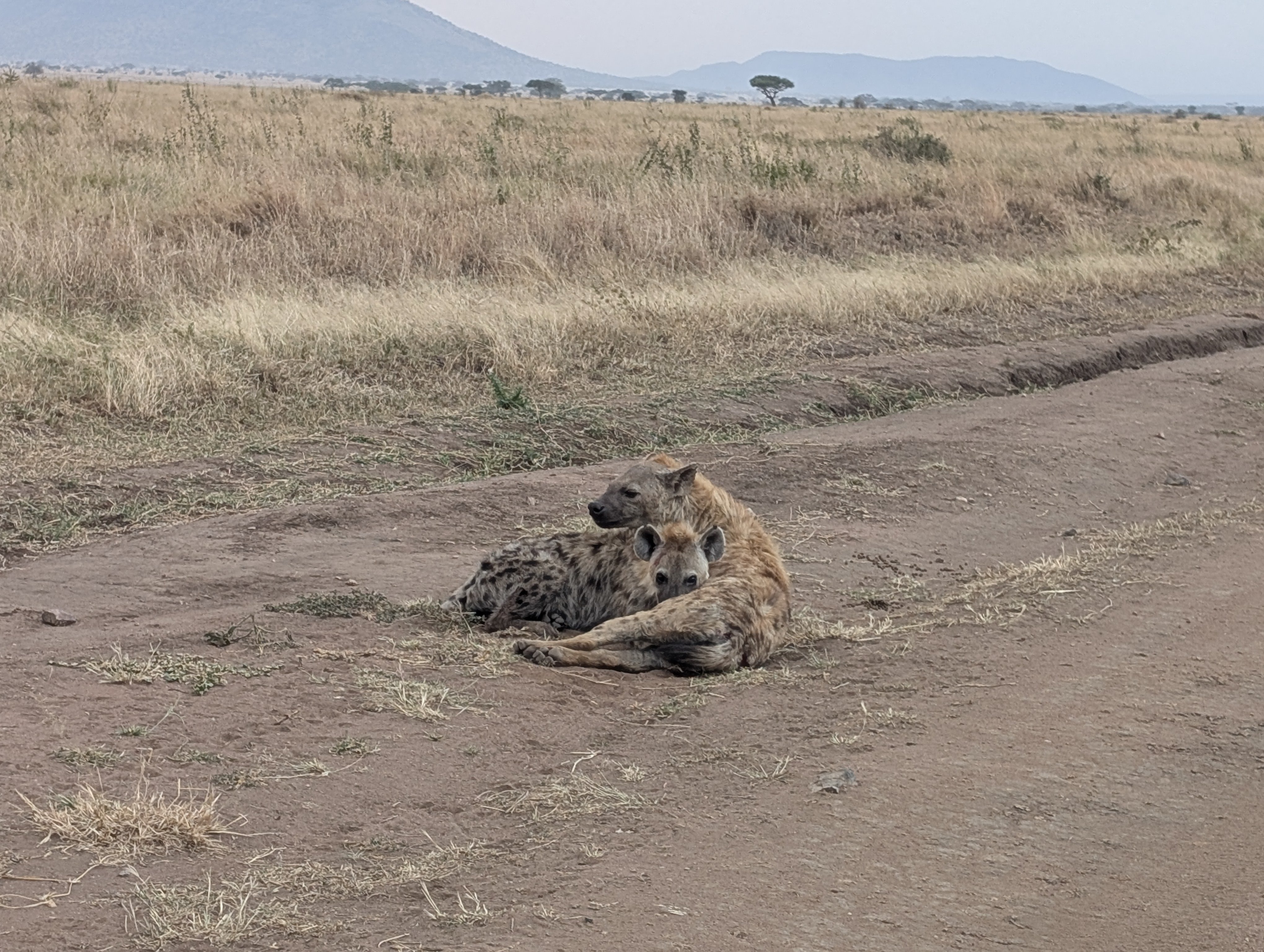 14-tägige Tansania-Safari, Kultur & Sansibar-Auszeit - Ganzer Tag im Serengeti - Tagesfoto