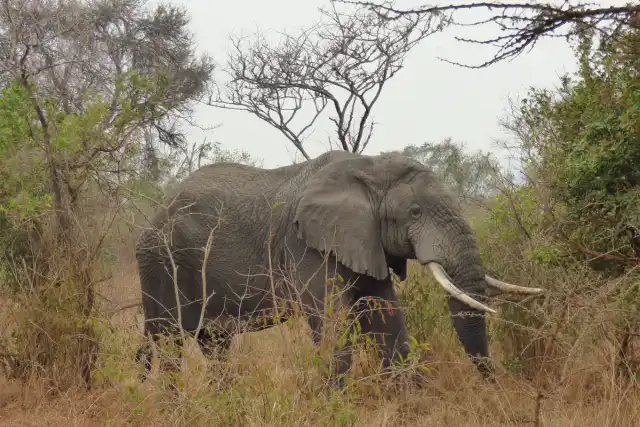 2-Day Akagera Safari: Camping and a Romantic Evening