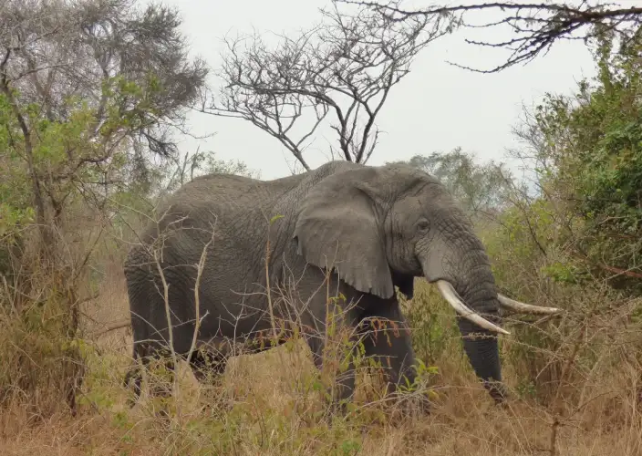 Safari de 2 dias em Akagera: Acampamento e uma noite romântica - Safari de dia inteiro em Akagera - Foto del día