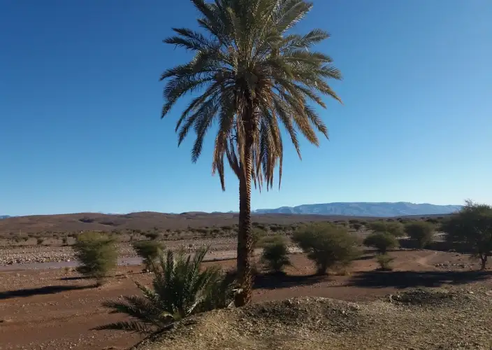 6-day trek in the heart of Jebel Saghro - Transfer by car and return to Marrakech via Ouarzazate - Photo of the day