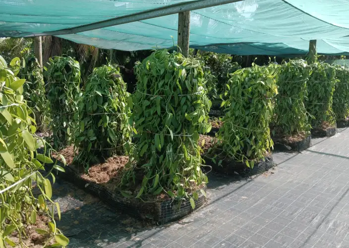 Soggiorno intimo e riservato a La Réunion - Arrivo a La Réunion – Tenuta privata e natura preservata - Foto del giorno