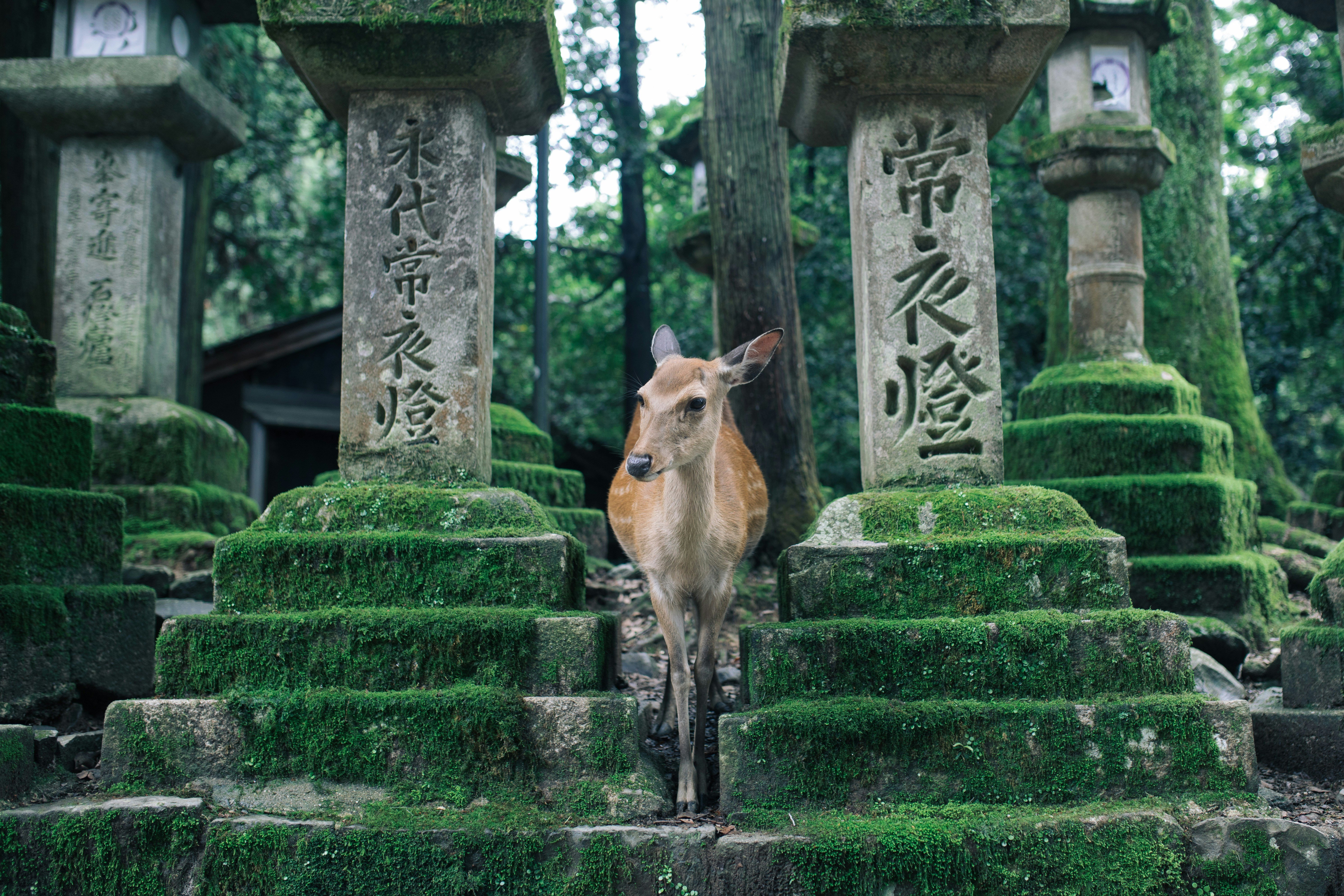 The Essentials of Japan - Nara and Himeji - Photo of the day