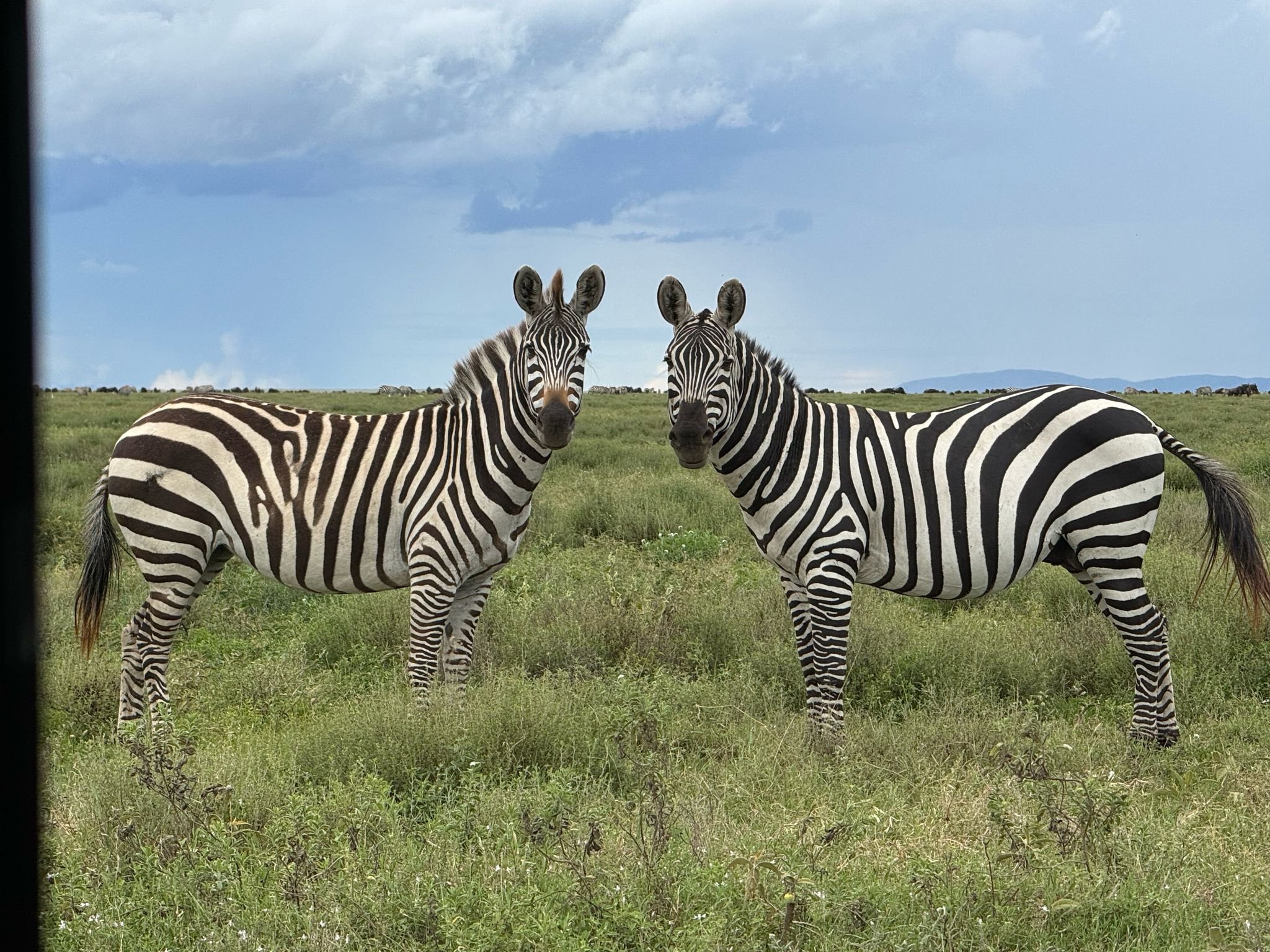 Safari de Migração de 5 Dias em Ngorongoro e Serengeti - Arusha – Excursão à Cratera de Ngorongoro – Pernoite na Área de Ngorongoro - Foto do dia