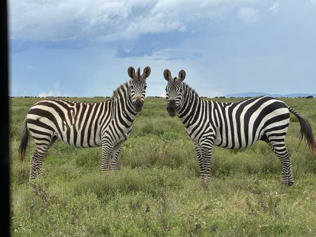 Safari de migration de 5 jours à Ngorongoro et Serengeti