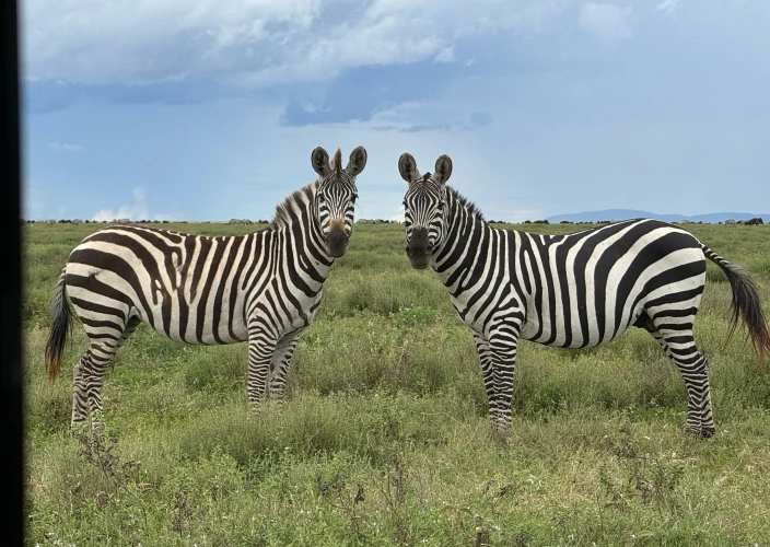 Safari de migration de 5 jours à Ngorongoro et Serengeti - Arusha – Circuit du cratère du Ngorongoro – Nuit dans la région du Ngorongoro - Photo du jour