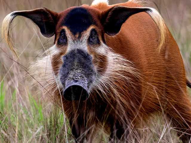 Experiência com Gorilas das Terras Baixas em África: Último Éden "GABÃO"