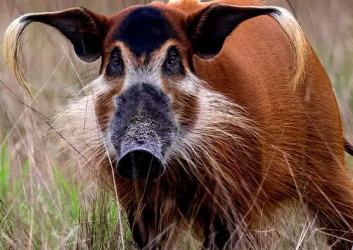Experiência com Gorilas das Terras Baixas em África: Último Éden "GABÃO" - Descoberta do Parque nacional de Loango - Foto do dia