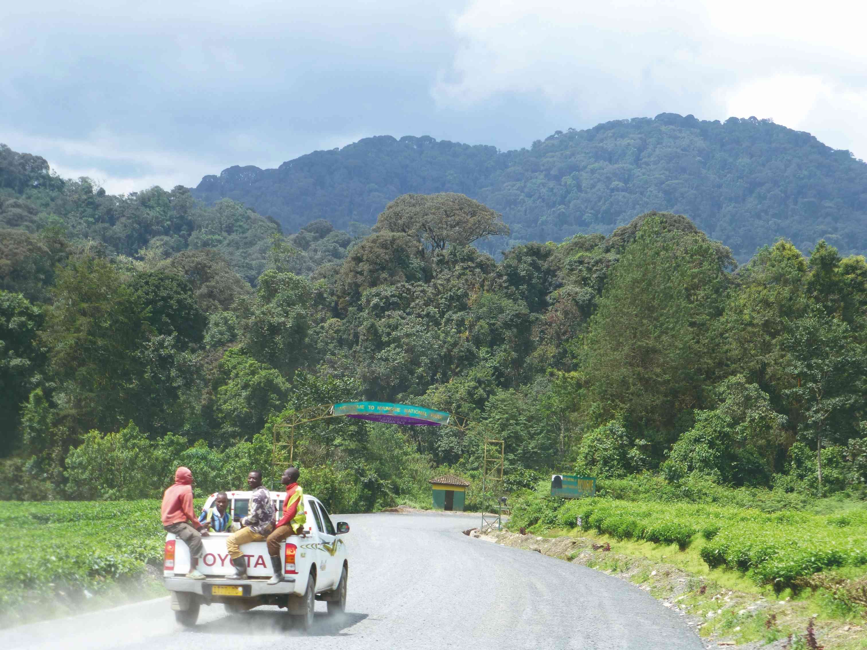 Estancia de 12 días en Ruanda y Uganda. - Traslado al Parque Nacional de Nyungwe - Transfert au parc national de Nyungwe