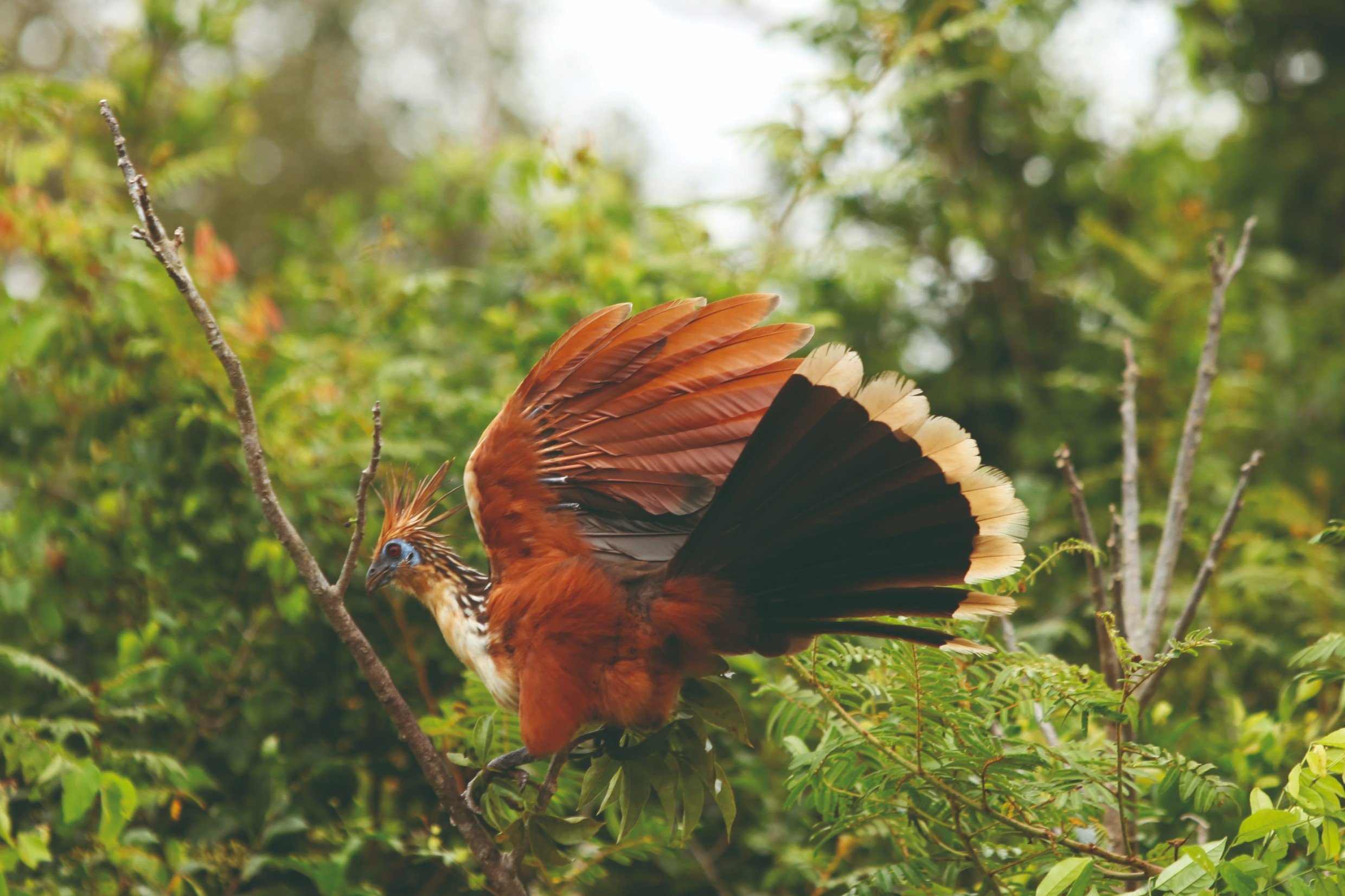 Survie dans le Madidi, immersion en Amazonie bolivienne - Parc Madidi - Parc Madidi