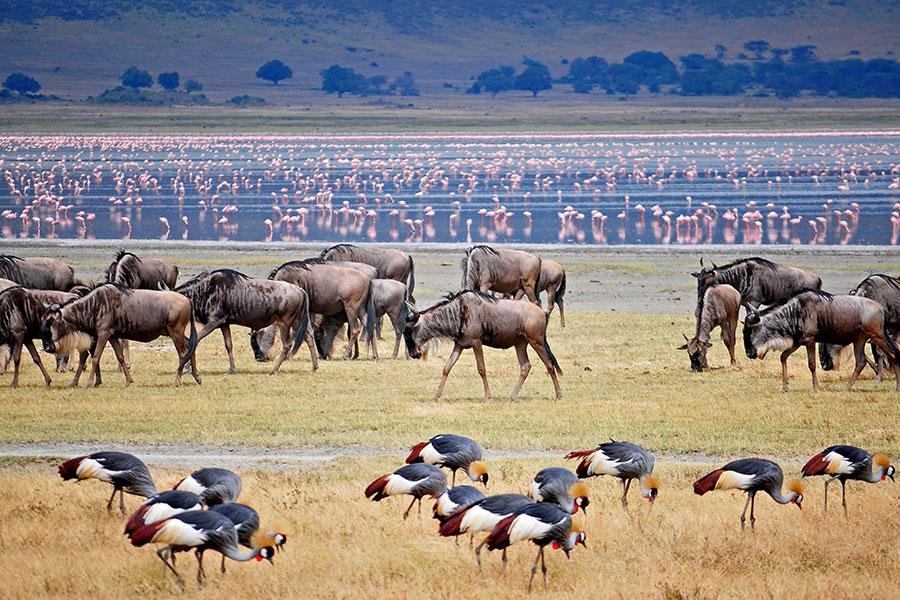 4-Day Northern Tanzania Wildlife Budget Safari with Cultural Experiences - Visiting Manyara National Park and taking a cultural tour in Mto wa Mbu village. - 3171f4c2a9eac9f31df6e37dd4349304