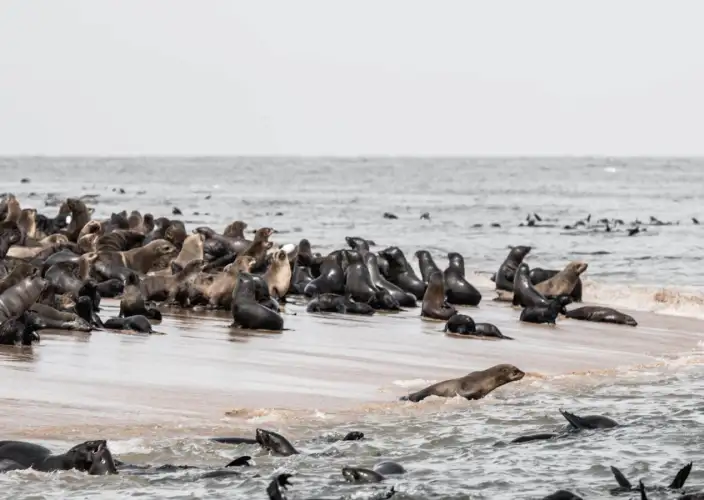 No coração dos tesouros da África Austral - A zona costeira - Foto do dia