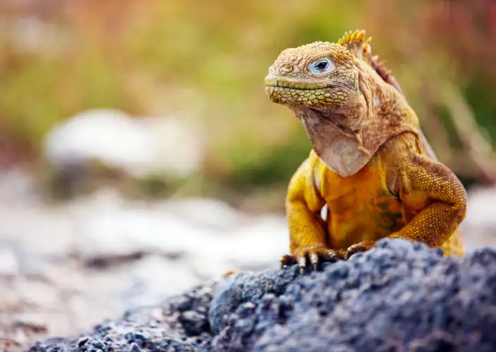 Cruzeiro às Galápagos a bordo do Golondrina - Rábida e Cerro Dragón - Foto do dia