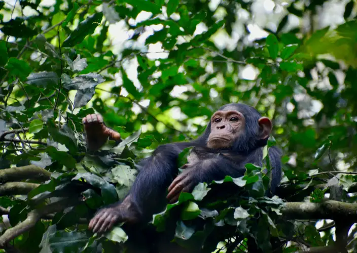 21-tägige Große Ostafrika-Expedition - null - Tagesfoto