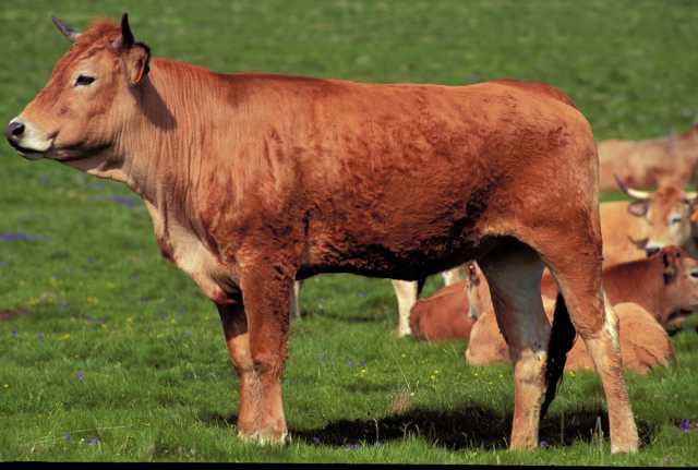 Descubra a arte da fotografia de animais selvagens no Jura.