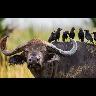 Tanzania Safari & Kilimanjaro Trekking - Transfer to Serengeti National Park. - 238b9d9cd8af4963e332ba0e502bdcc2