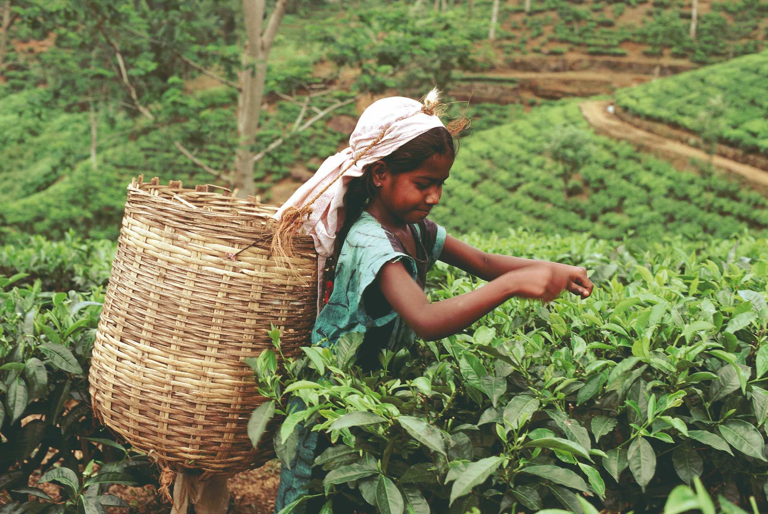 Voyage à deux - Une randonnée à la colline « Little Adam's Peak ». - Une randonnée à la colline « Little Adam's Peak