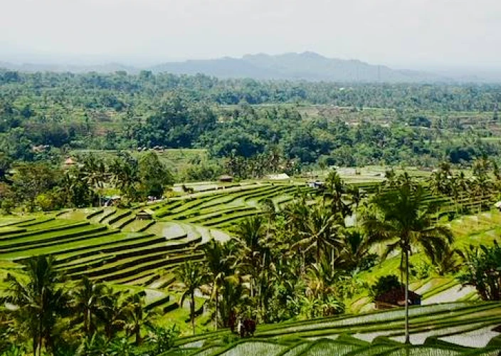 Ubud, le sue risaie e le spiagge del Sud - Escursione Jatiluwih & Tanah Lot - Foto del giorno