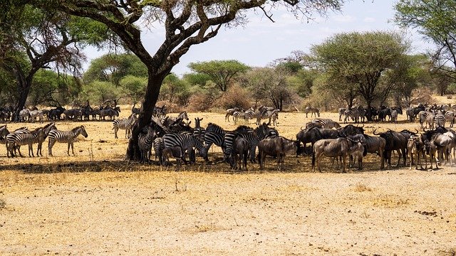 3 dagen - Juweeltjes van Tanzania - Middenklasse - Serengeti National Park - Serengeti National Park