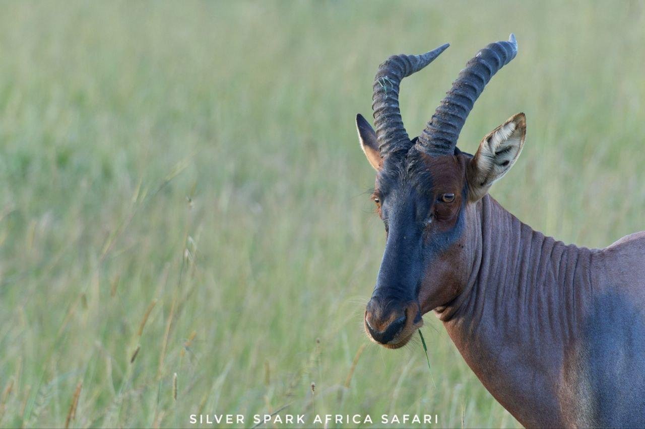 6 giorni Maasai Mara, Lago Naivasha, Parco Nazionale di Amboseli - Nairobi (JKIA) - Riserva Nazionale di Maasai Mara - f5e6da01a470136a68c6cf819b7f29ff