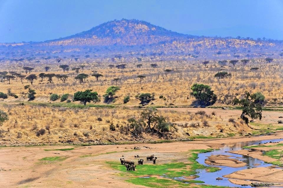 Explore the diverse landscapes and wildlife of Tanzania's hidden gems - Game Drive in Ruaha National Park - Photo of the day