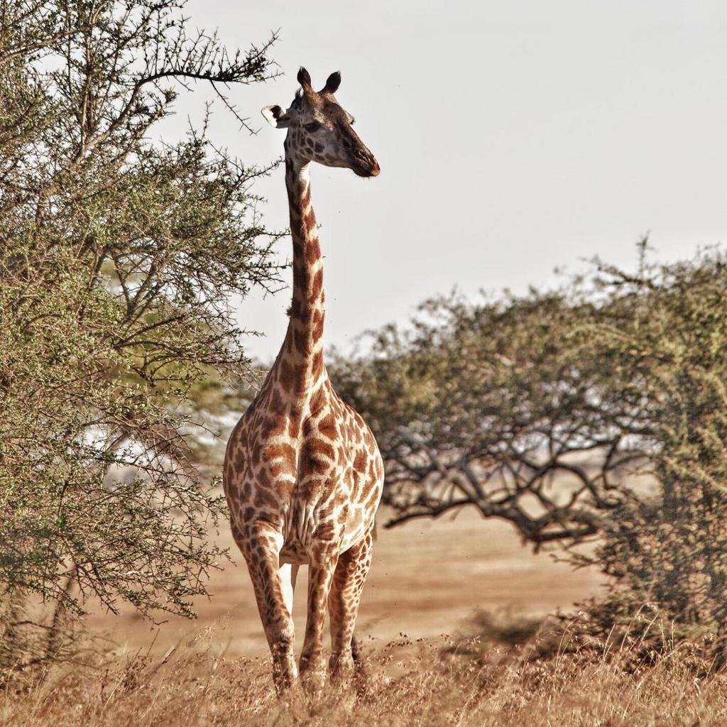 8-Day Safari & Beach Getaway in Tanzania - Arusha to Tarangire National Park - Photo of the day