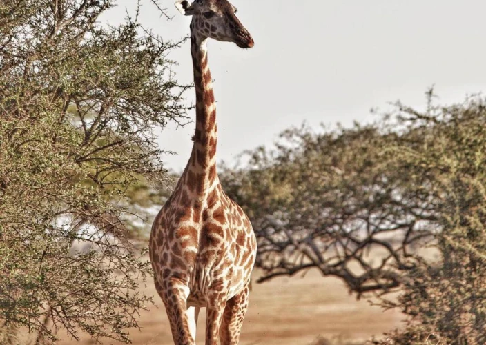 8-Day Safari & Beach Getaway in Tanzania - Arusha to Tarangire National Park - Photo of the day