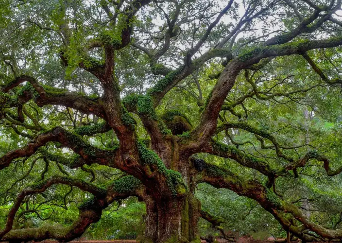 Roadtrip nelle Caroline: montagne, spiagge e città affascinanti - Scoperta tranquilla di Savannah - Foto del giorno